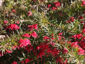 Flora